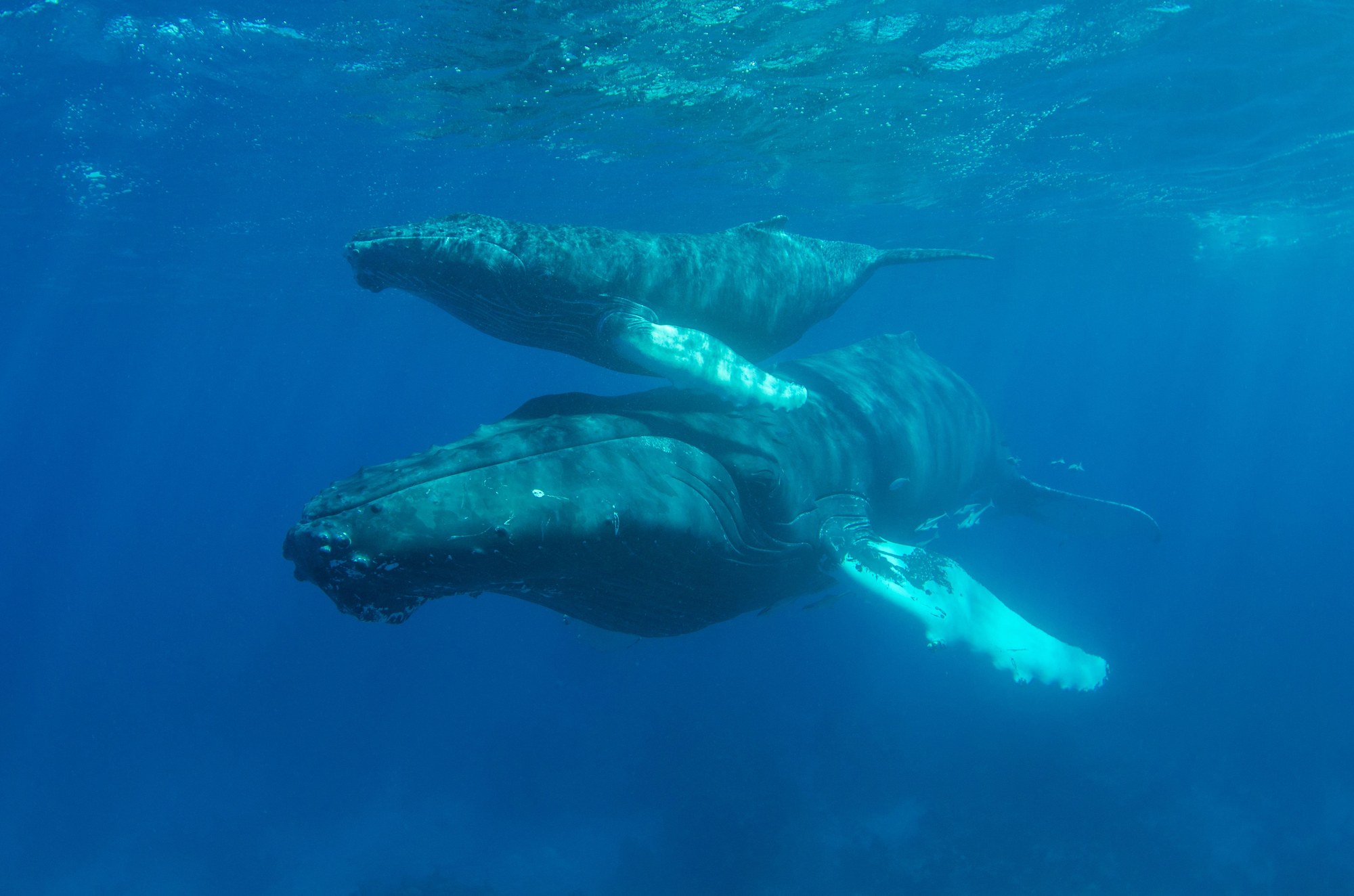 Mother humpback whale swimming alongside her young calf underwater