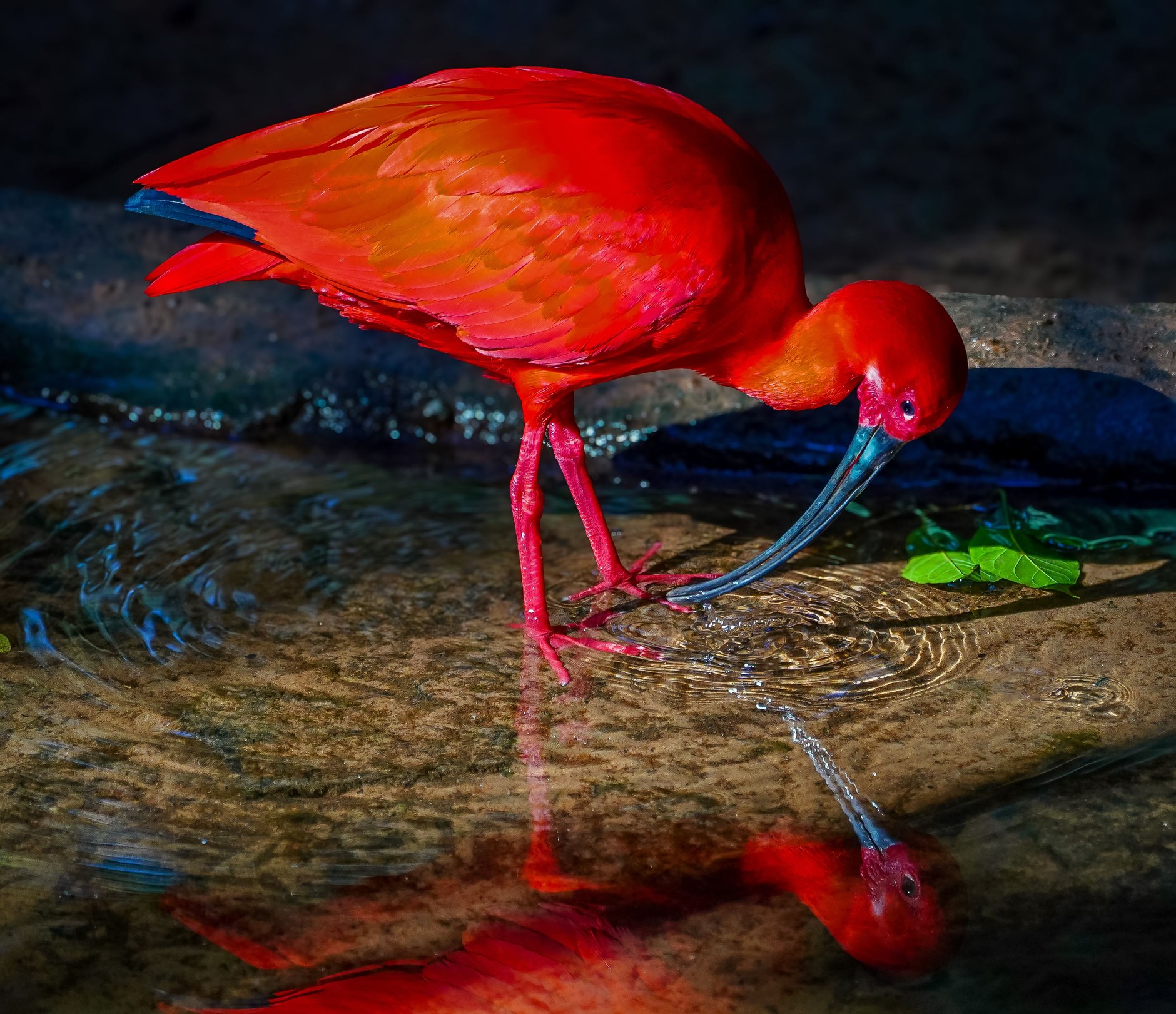 A brilliant red scarlet ibis perched amongst the dense green mangrove branches of Caroni Swamp