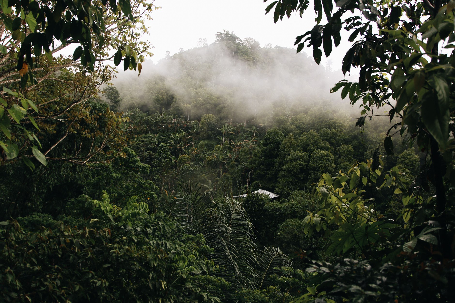 Misty tropical cloud forest canopy spanning the mountain ridges of Trinidad's Northern Range
