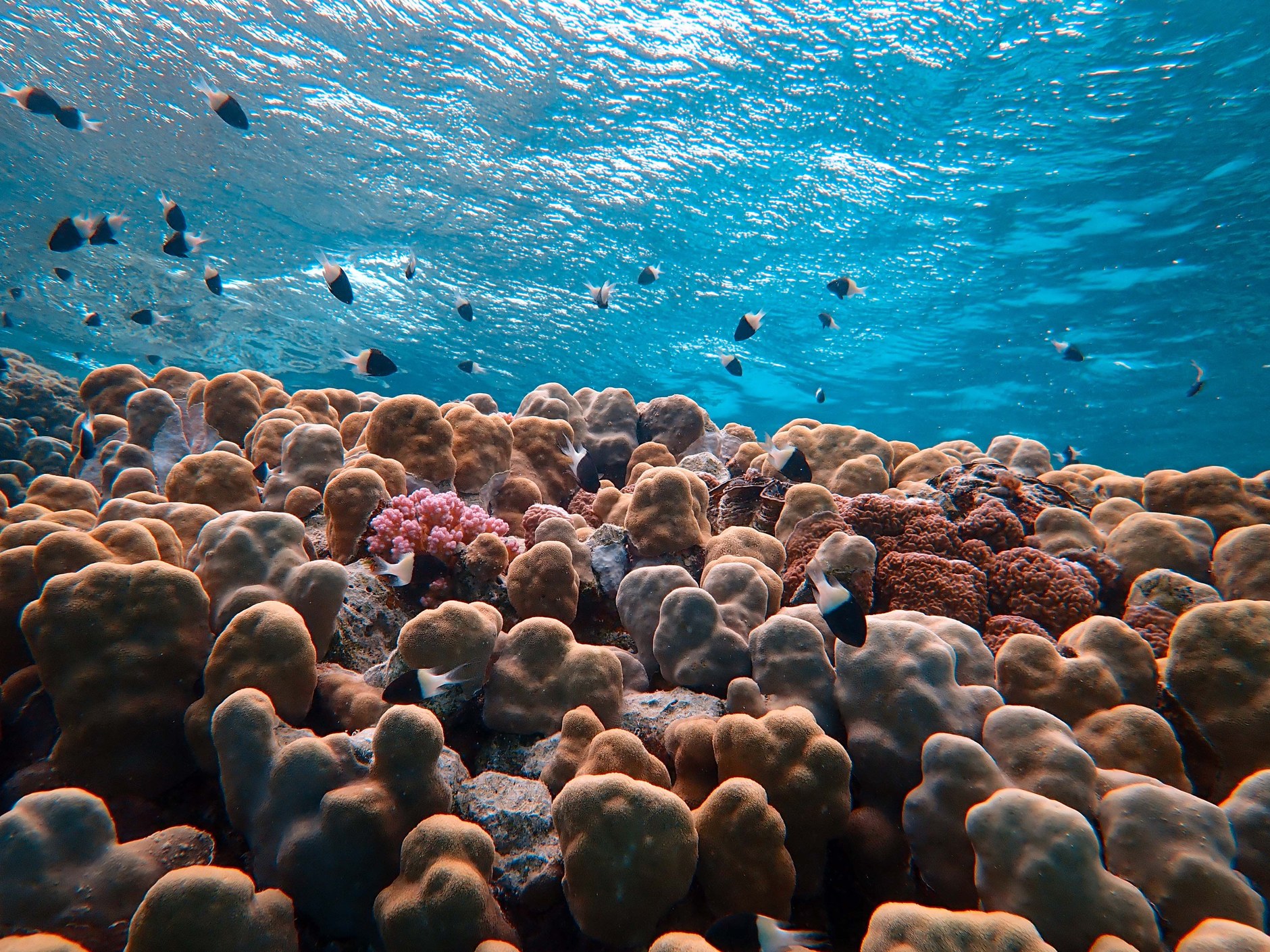 Snorkeler swimming over healthy coral formations and colorful tropical reef fish