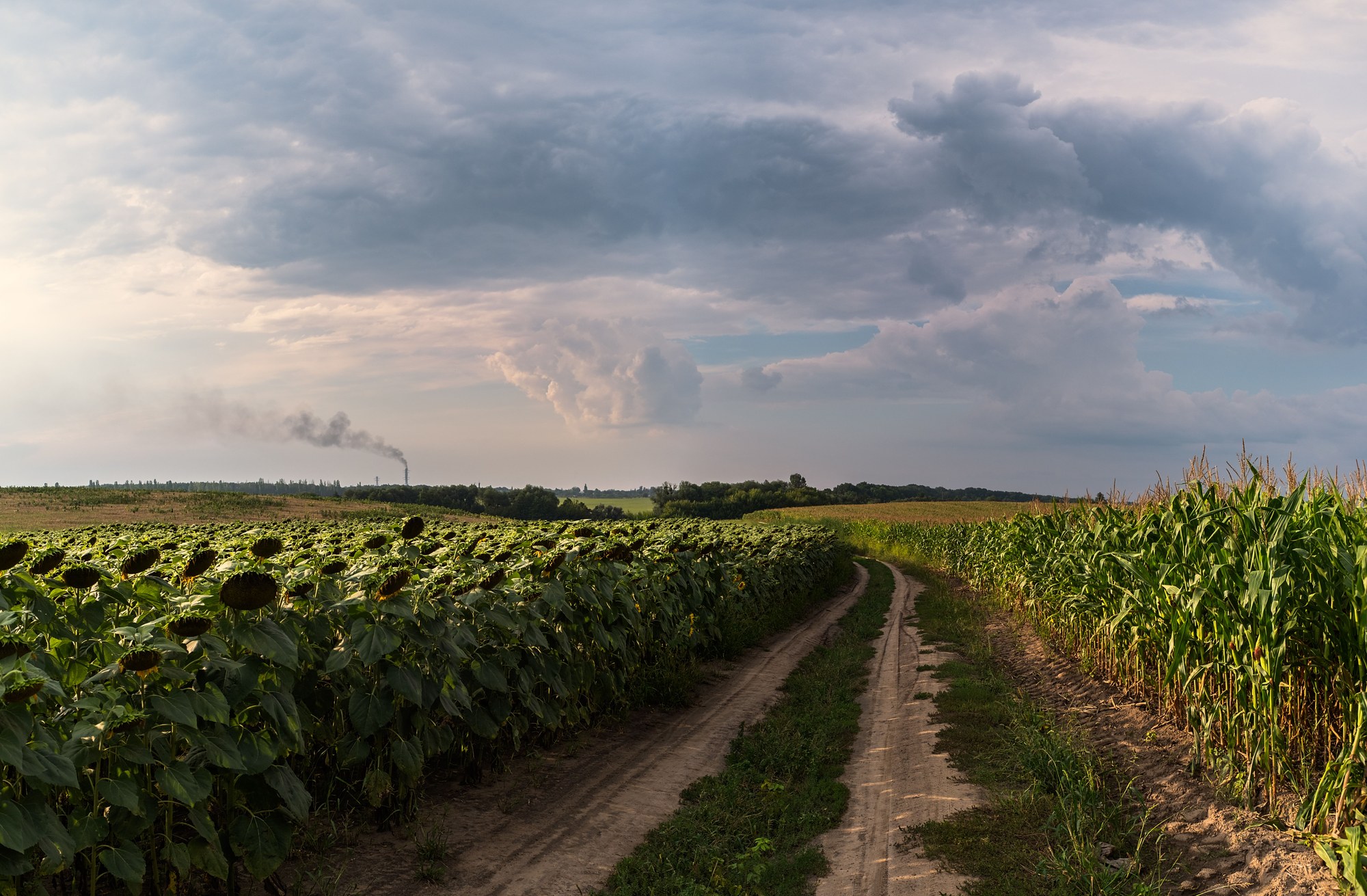 Expansive golden sunflower fields stretching beneath dramatic clouds across the Ukrainian countryside