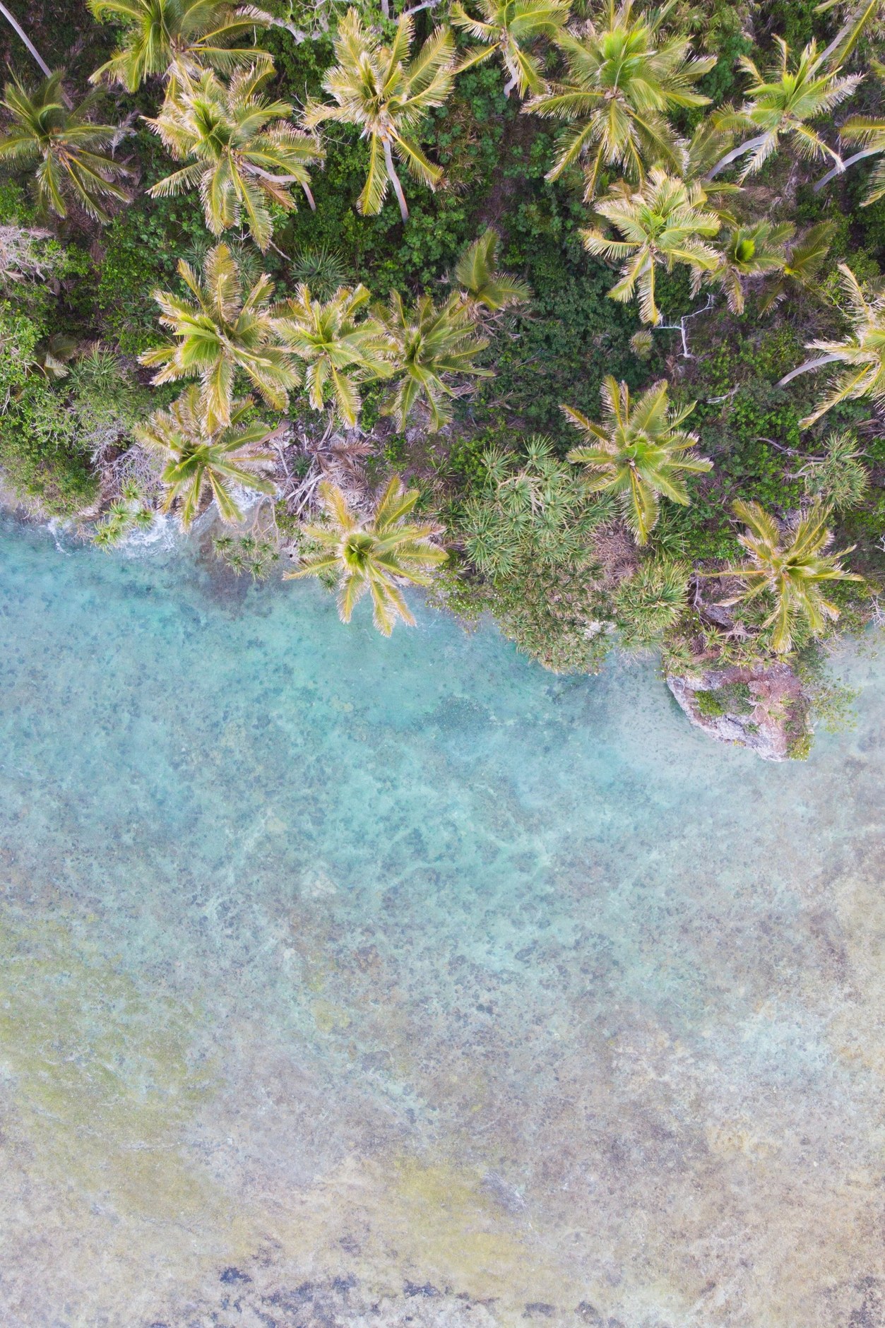 Aerial perspective of coconut palm groves bordering a quiet turquoise bay in Vanuatu