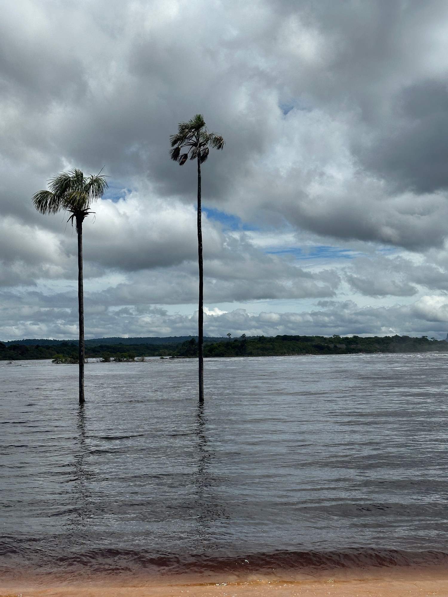 Moriche palms in a flooded river landscape across Bolívar State in southern Venezuela