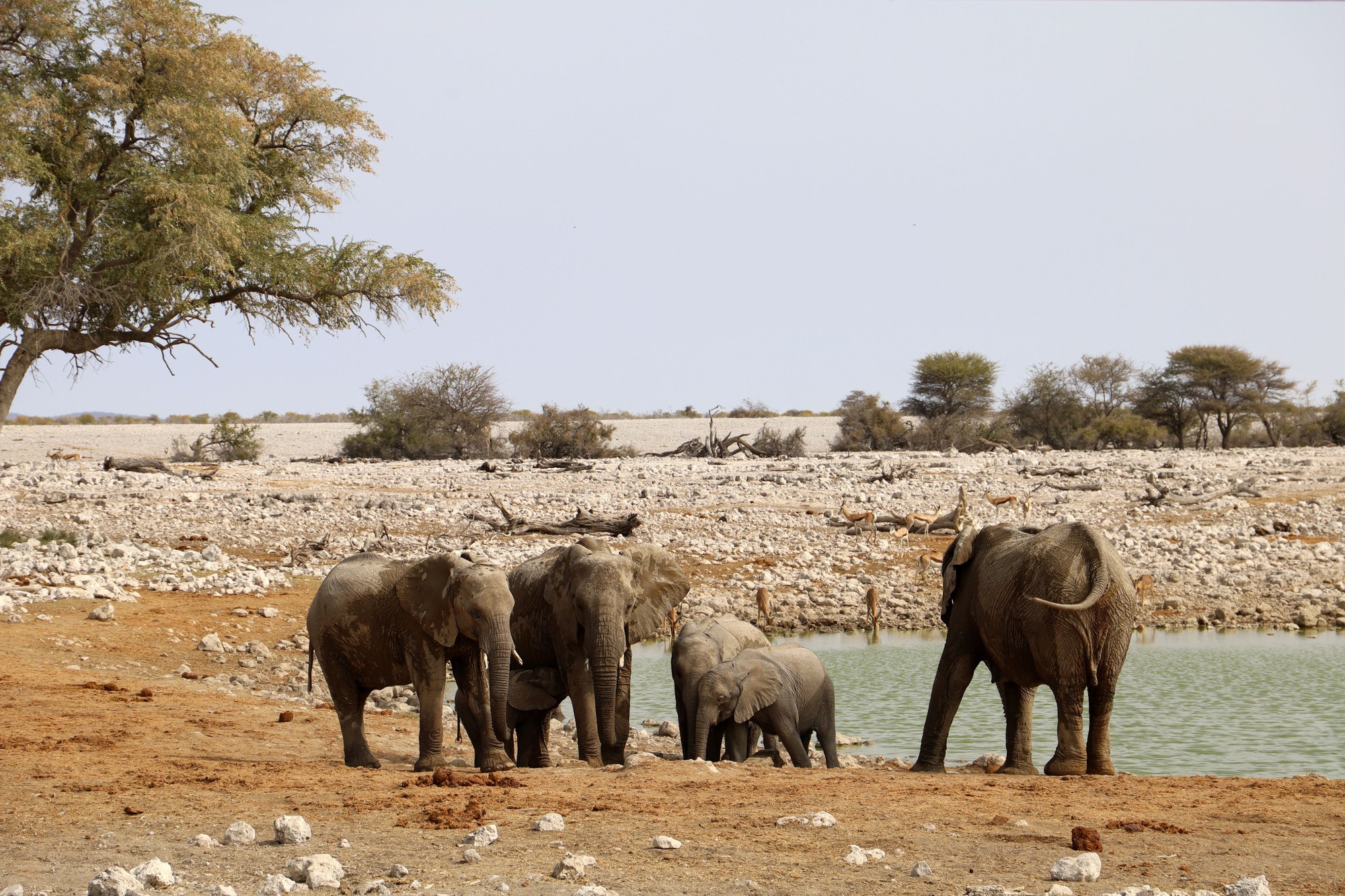 Herd of wild African elephants gathered at a muddy waterhole in dry savanna