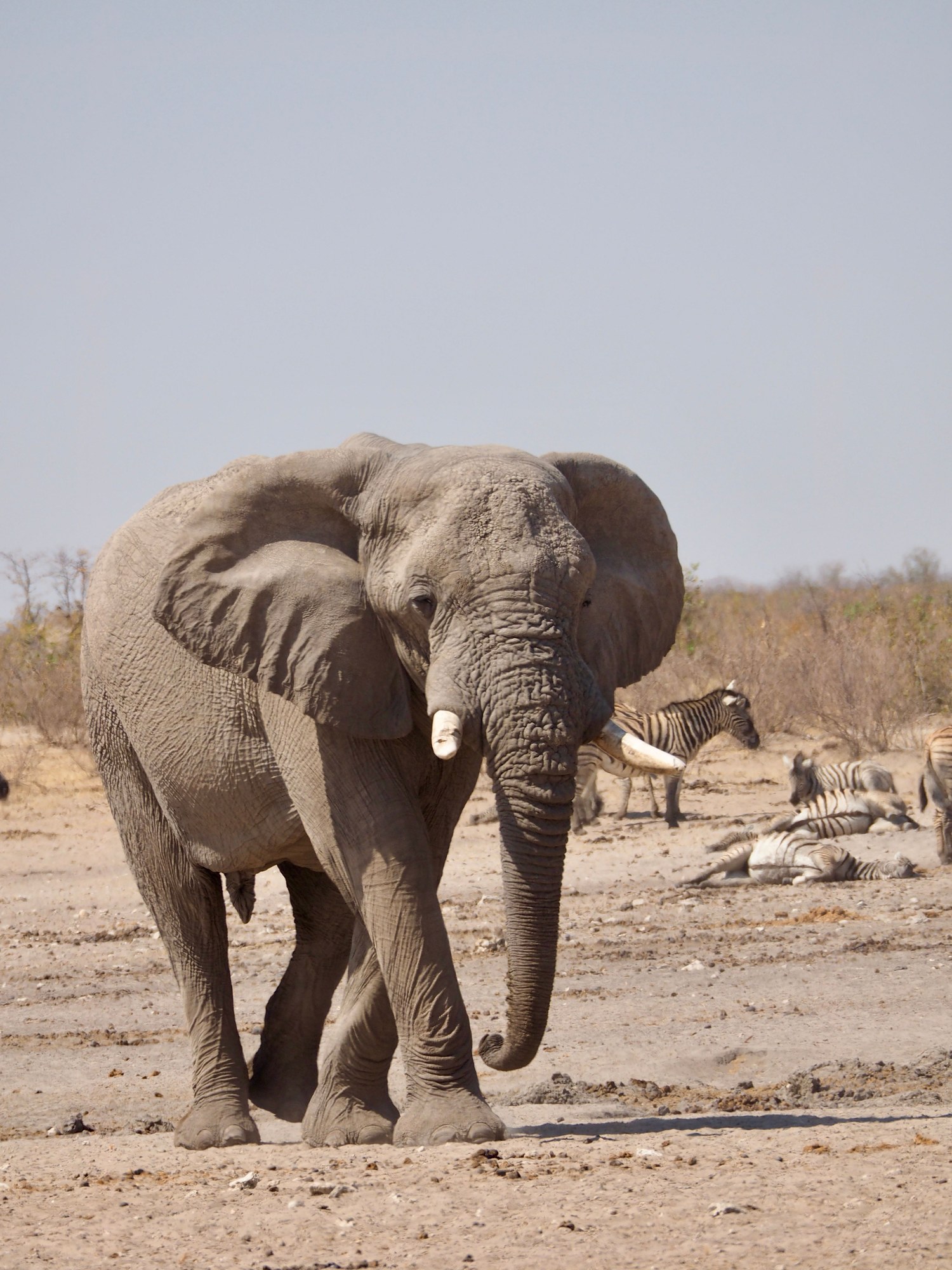 African elephant walking across dry savanna grassland with grazing zebras behind