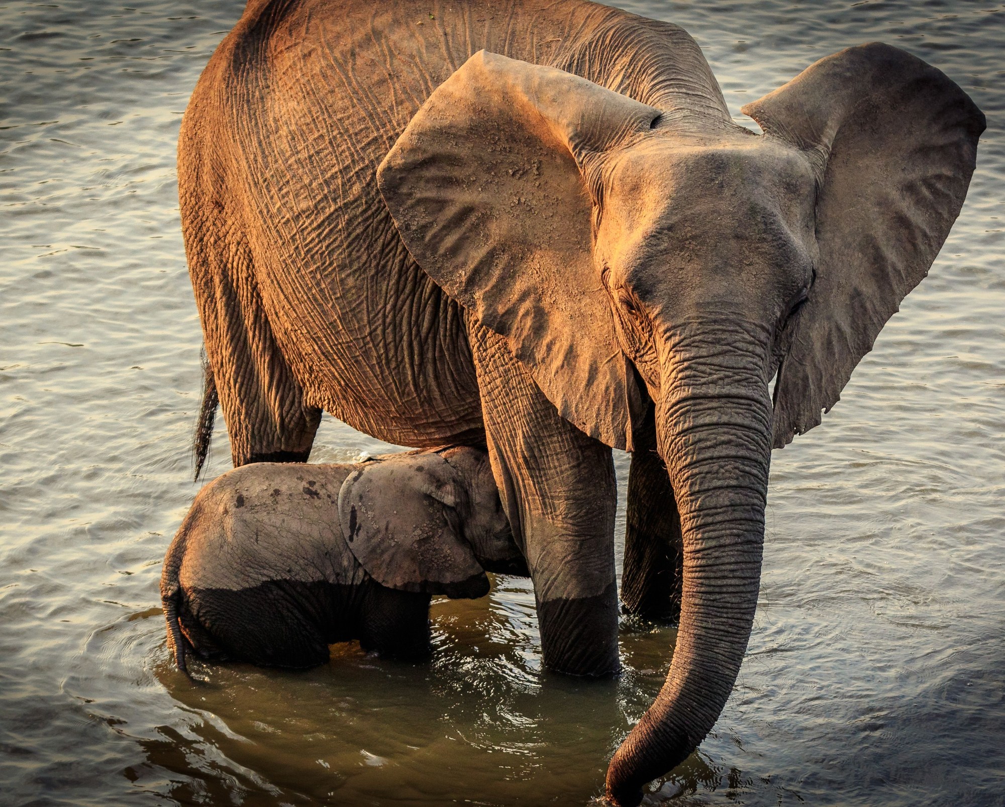 Mother elephant and young calf wading in shallow river water along a wildlife reserve