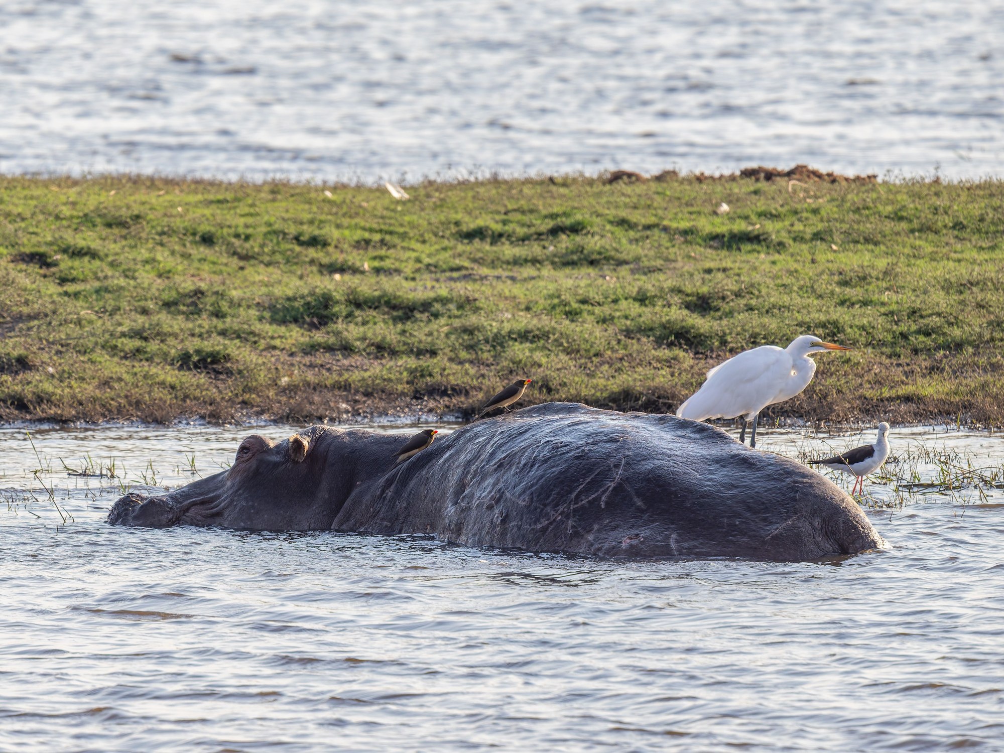 Hippopotamus submerged in river water with birds resting nearby