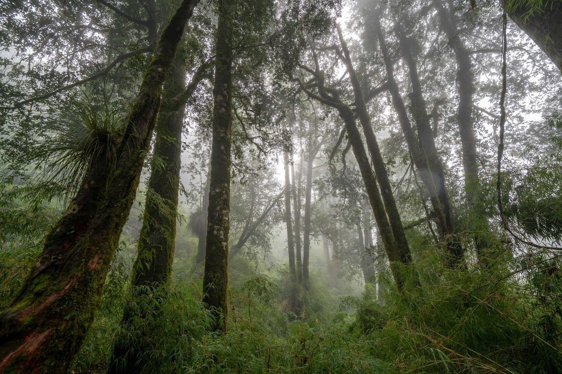 Madagascar Beyond the Capital: 8-Day Rainforest & Highlands Route