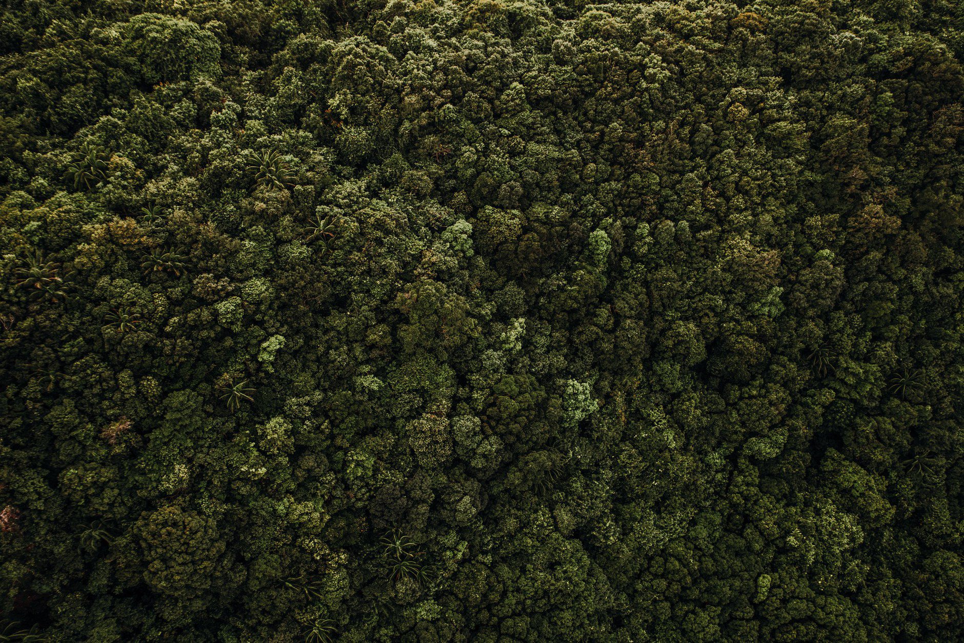 Gabon Travel Guide: Loango Safari, Pongara & Rainforest Logistics