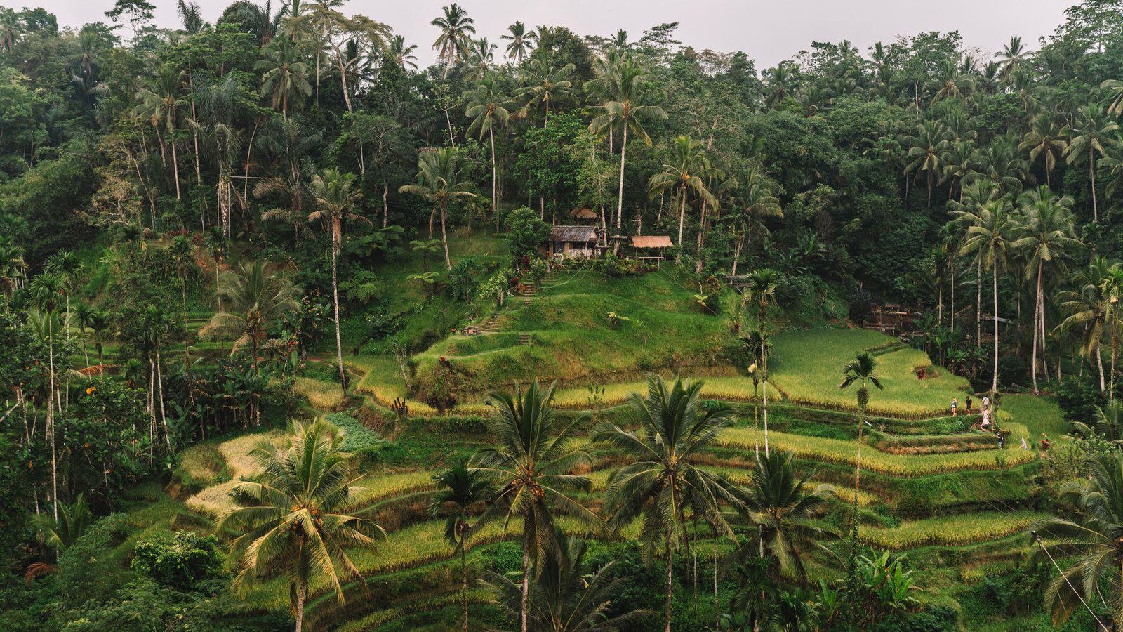 Lush stepped green rice terraces in Ubud, Bali