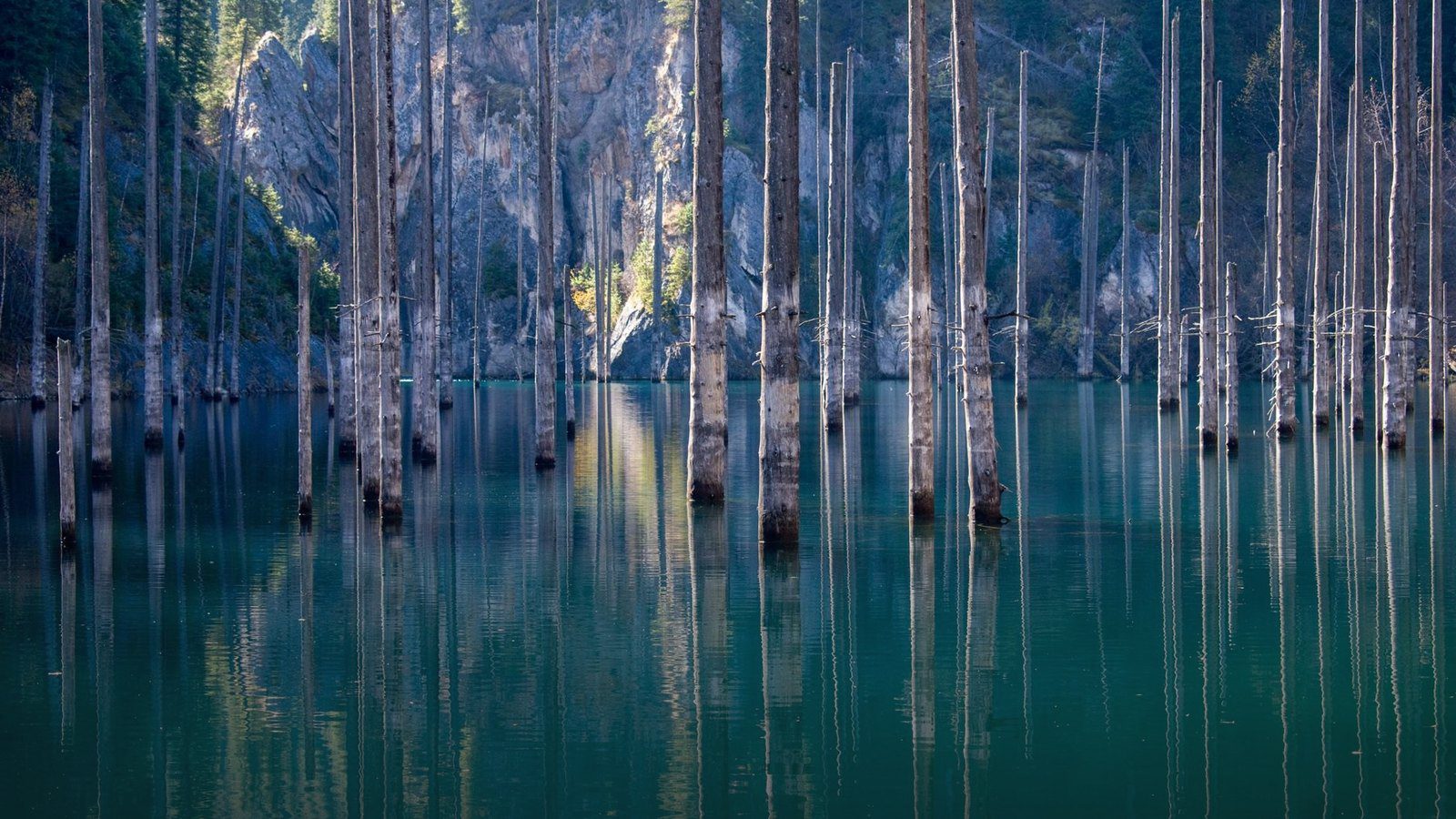 Submerged dead spruce trunks rising out of the still turquoise alpine water of Lake Kaindy backed by mountain pine slopes