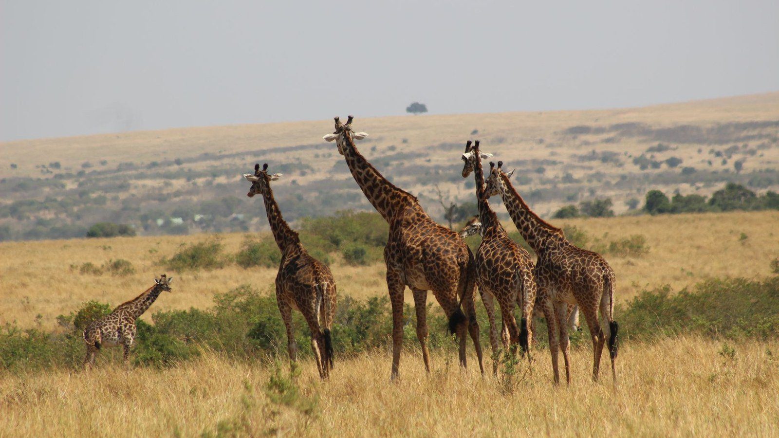 Endless savannah plains and acacia trees of the Masai Mara