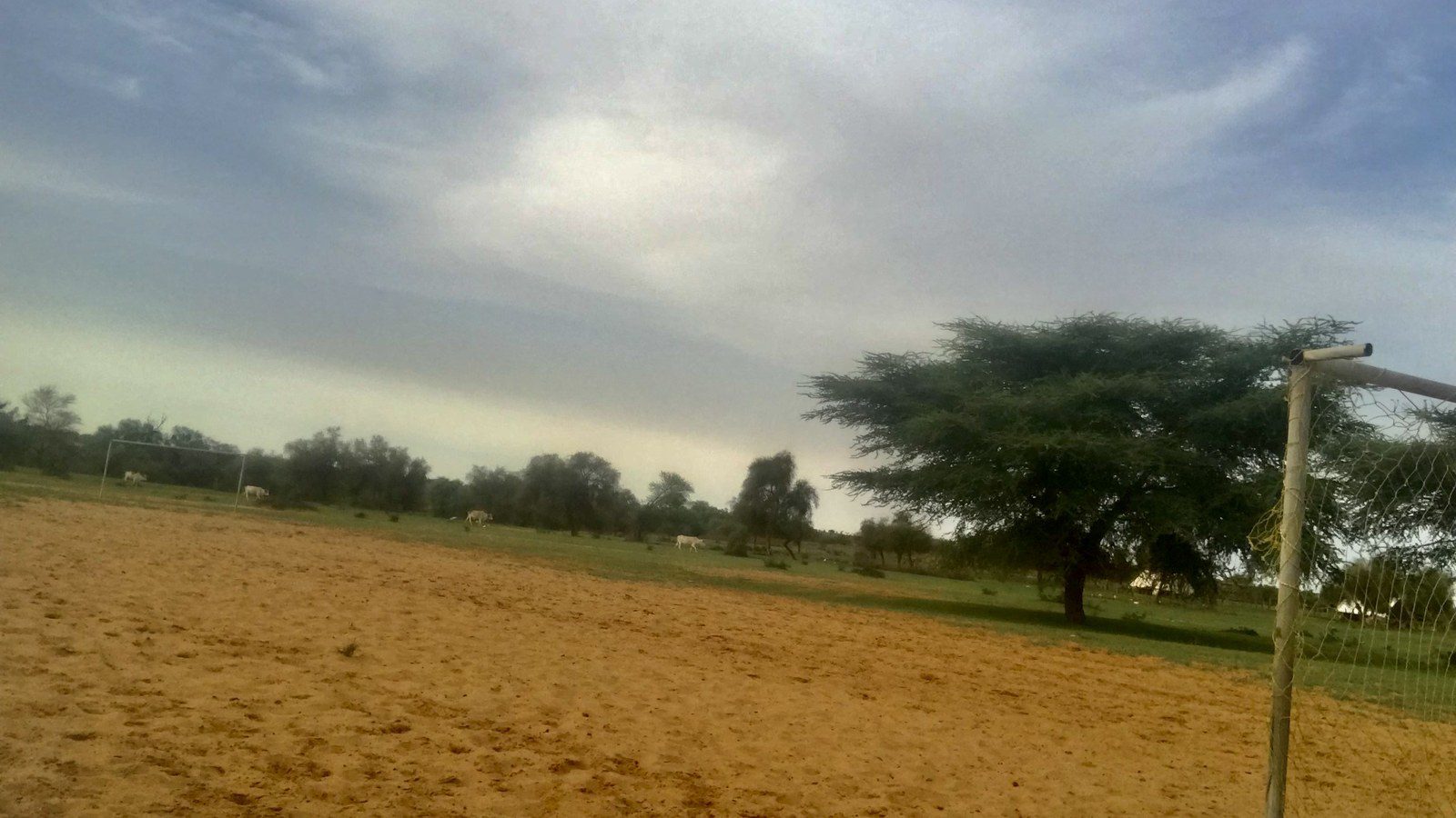 Golden wind-sculpted sand dunes and desert acacia trees under bright blue sky in the Adrar plateau of Mauritania
