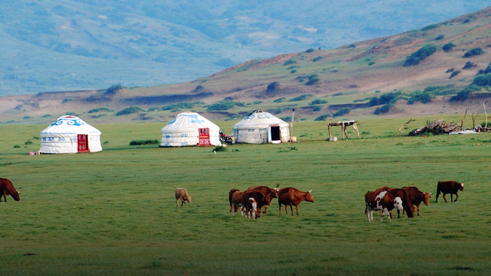 Traditional white felt circular ger tents situated on open grassy steppe landscape under a warm sunset sky