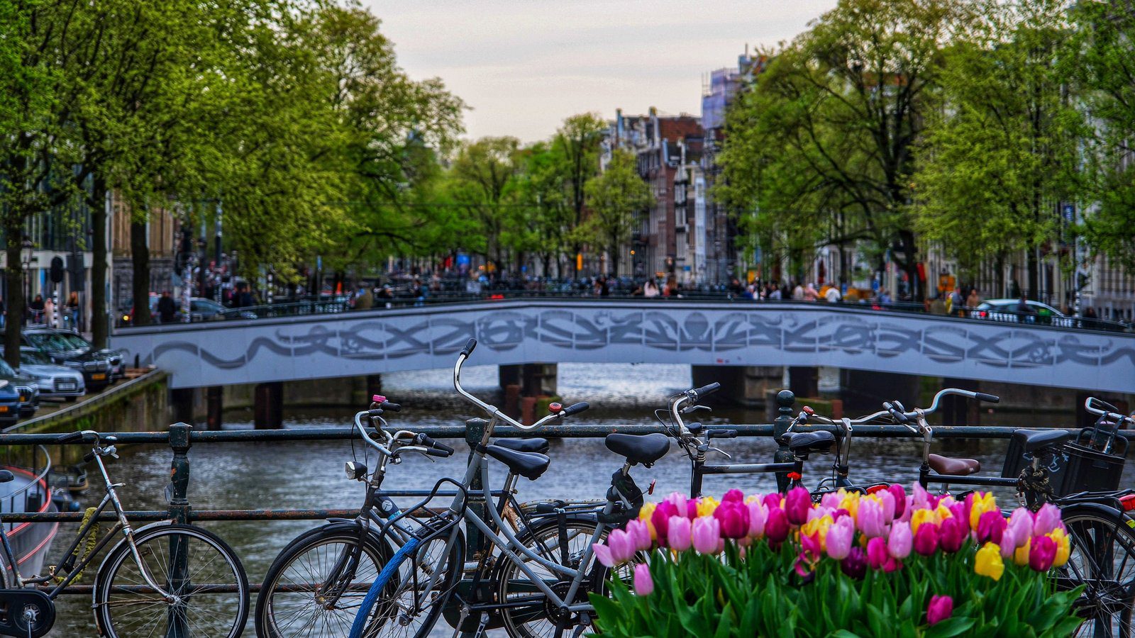 Scenic view of bicycles and vibrant tulips on an Amsterdam canal bridge during spring.