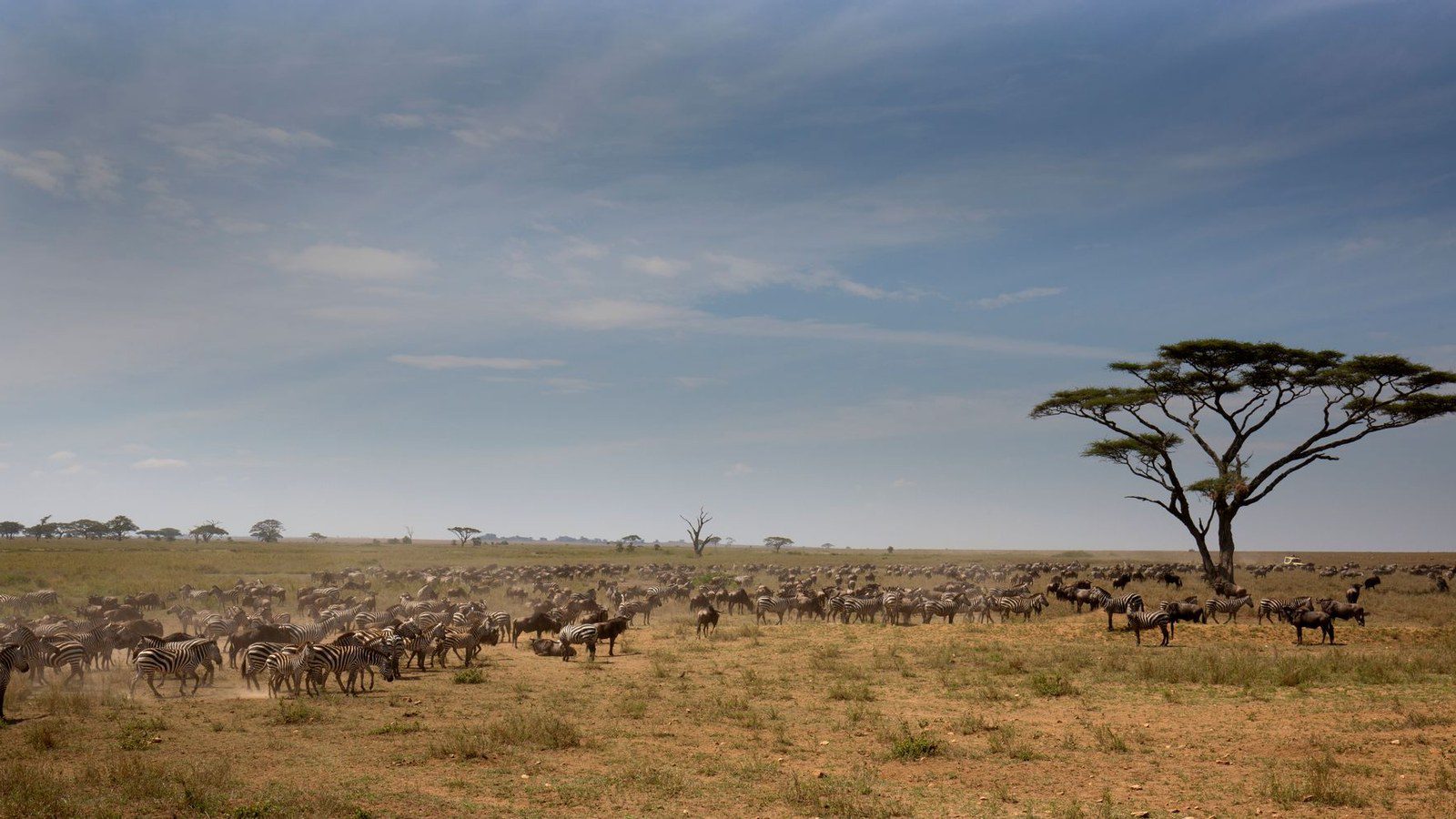 A herd of zebras roaming the vast Serengeti plains under a clear blue sky, showcasing African wildlife.