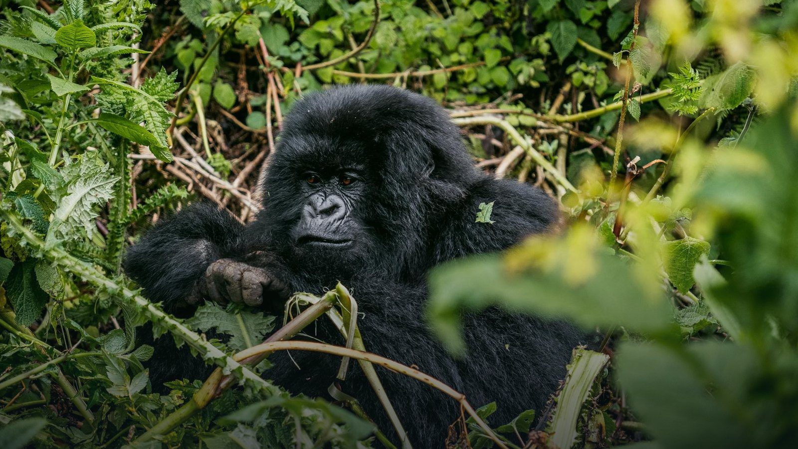 Mountain gorilla resting calmly among dense green foliage and vines in a tropical rainforest canopy
